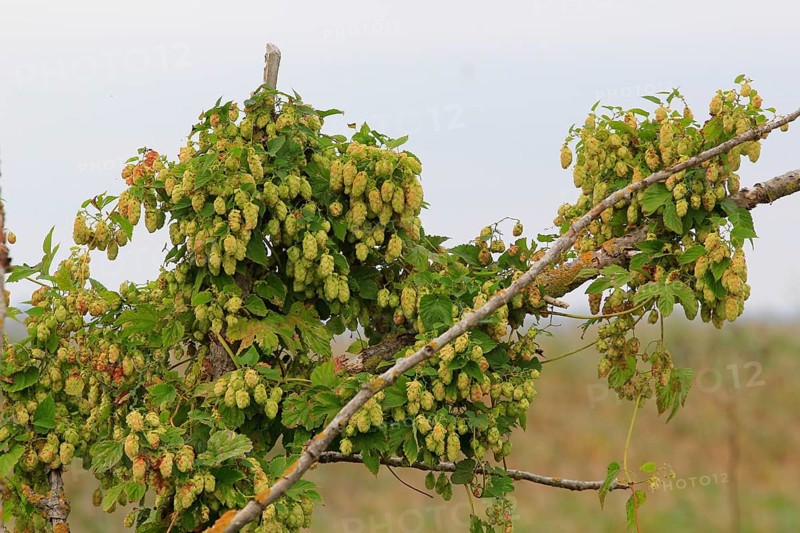 Hops, Mecklenburg-Western Pomerania, Germany, Europe