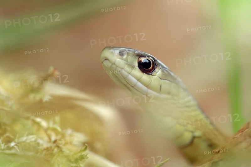 Eastern garter snake or Eastern striped garter snake (Thamnophis saurita), captive, occurrence in North America