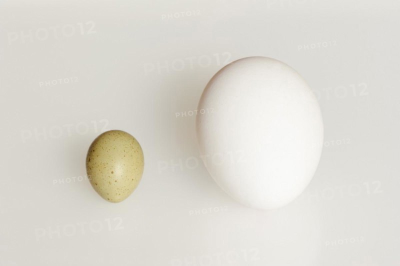 Chinese dwarf quail (Synoicus chinensis, Coturnix chinensis), egg and hen's egg, domestic chicken (Gallus gallus domesticus) on white background