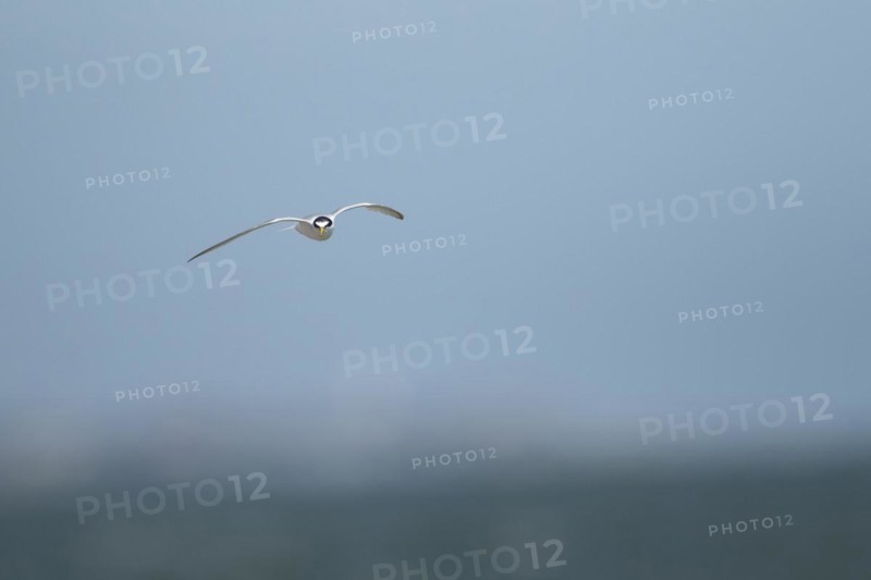 Little tern (Sternula albifrons) adult bird in flight, Suffolk, England, United Kingdom, Europe