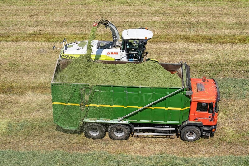 Hay harvest, on a Rhine meadow near Duisburg-Beeckerwerth, a forage harvester picks up the cut grass, which was piled up in strips after cutting, and loads it into a silage wagon, cattle feed, North Rhine-Westphalia, Germany, Europe
