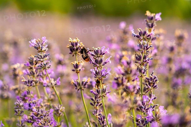 Bumblebee, on lavender fields in East Westphalia Lippe, OWL, near the village of Fromhausen, near Detmold, the company Taoasis, has been planting organic lavender since 2017, for the extraction of fragrances, the fields attract many thousands of visitors in summer, North Rhine-Westphalia, Germany, Europe