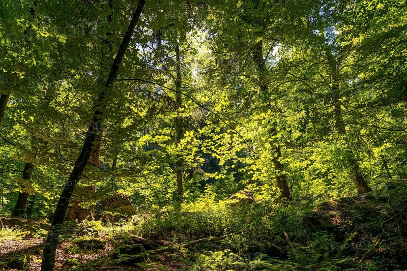 Forest near the Devil's Gorge, near Irrel, Southern Eifel nature park Park, Rhineland-Palatinate, Germany, Europe