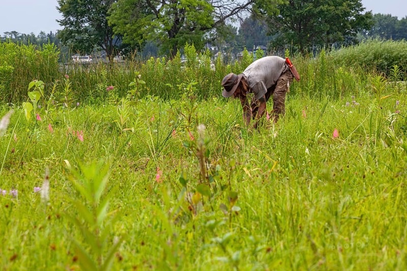 Detroit, Michigan, Volunteers planting in the wetlands at the public garden designed by prominent Dutch garden designer, Piet Oudolf. The garden is on Belle Isle, an island state park in the Detroit River