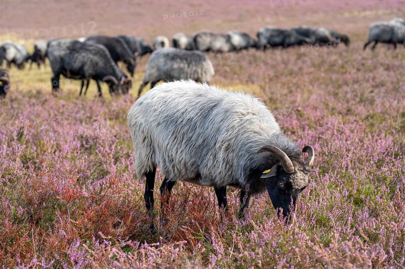 Heidschnucken herd, in the Höpener Heide, Schneverdingen, heather blossom of the broom heather, in the Lüneburg Heath nature reserve, Lower Saxony, Germany, Europe