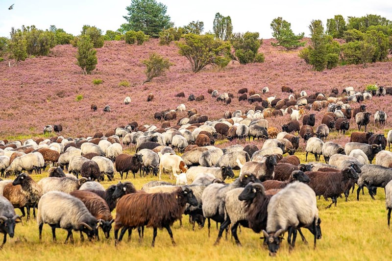 Heidschnucken herd, in the Lüneburg Heath, near Niederhaverbeck, heather blossom of the broom heather, in the Lüneburg Heath nature reserve, Lower Saxony, Germany, Europe