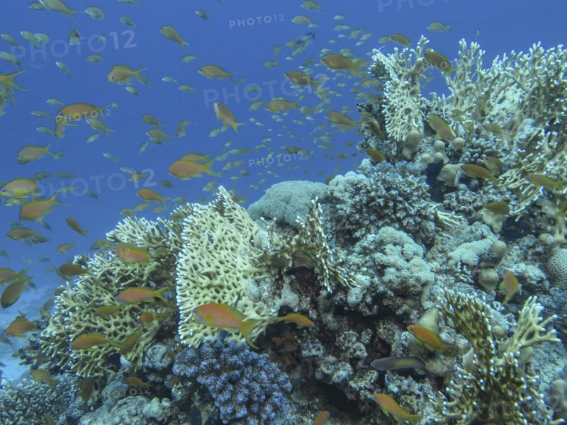 Sea goldies (Pseudanthias squamipinnis), coral reef, dive site Siyul Kebir Reef, Red Sea, Egypt, Africa