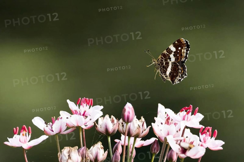 A map butterfly (Araschnia levana), summer generation, hovering over delicate pink and white flowers against a green background, Hesse, Germany, Europe