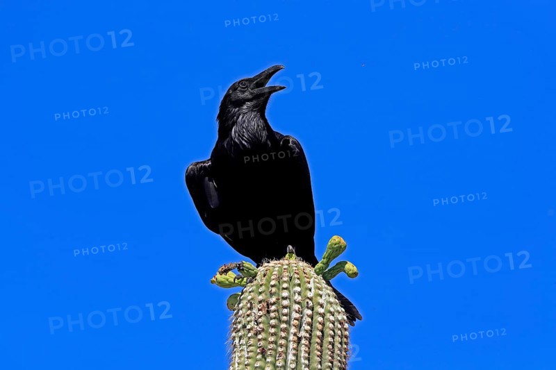 Chihuahuan raven (Corvus cryptoleucus), adult, calling, on saguaro cactus, Sonoran Desert, Arizona, North America, USA, North America