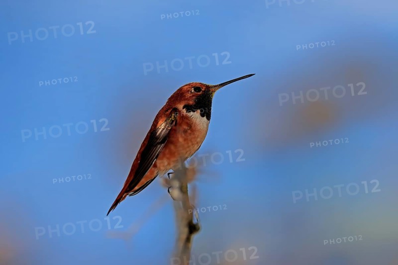 Rufous hummingbird (Selasphorus rufus), adult, male, perch, Sonoran Desert, Arizona, North America, USA, North America