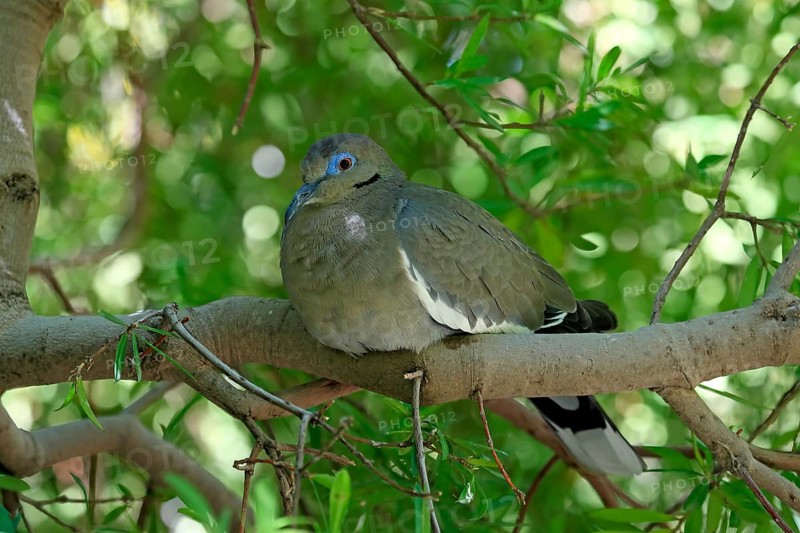 White-winged dove (Zenaida asiatica), adult, sitting on tree, Sonoran Desert, Arizona, North America, USA, North America