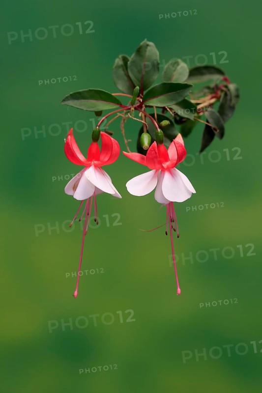 Fuchsias (Fuchsia), flowering, flower, Ellerstadt, Germany, Europe