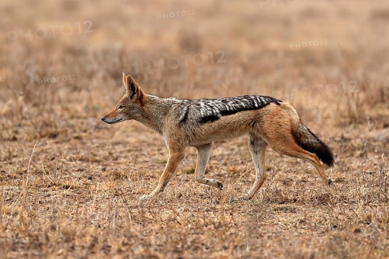 Black-backed jackal (Lupulella mesomelas), adult, alert, stalking, foraging, Kruger National Park, Kruger National Park, Kruger National Park South Africa