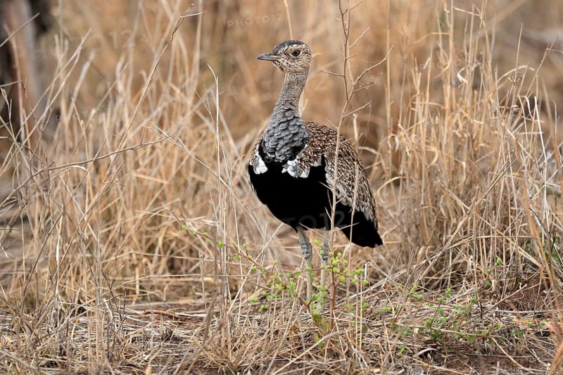Red-crested Bustard (Lophotis ruficrista), adult, foraging, alert, Kruger National Park, Kruger National Park, Kruger National Park South Africa