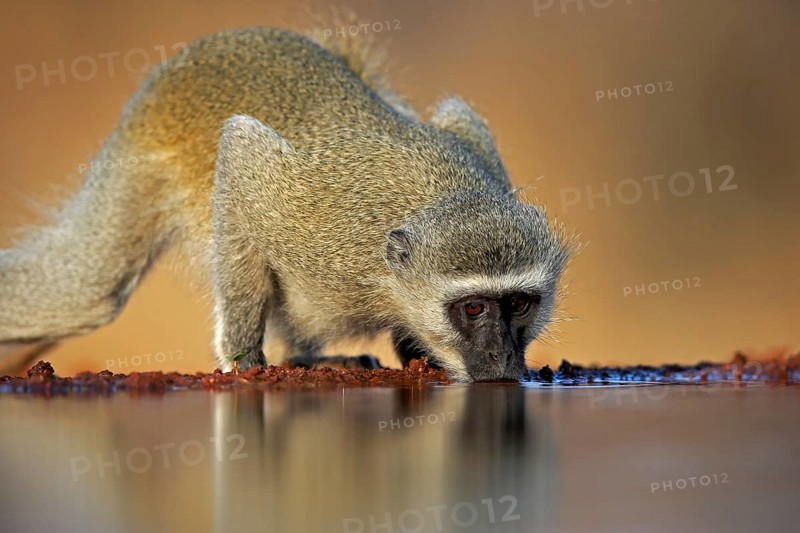 Vervet Monkey (Chlorocebus pygerythrus), adult, drinking, at the water, Kruger National Park, Kruger National Park, Kruger National Park South Africa