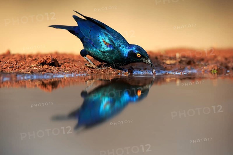 Red-shouldered Glossy Starling (Lamprotornis nitens), adult, at the water, drinking, Kruger National Park, Kruger National Park, Kruger National Park South Africa