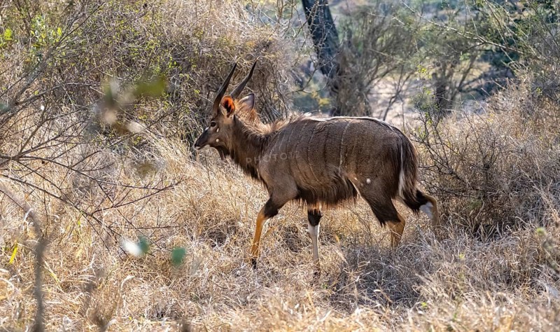 Nyala (Tragelphus angasii), buck in tall grass, Kruger National Park, South Africa, Africa