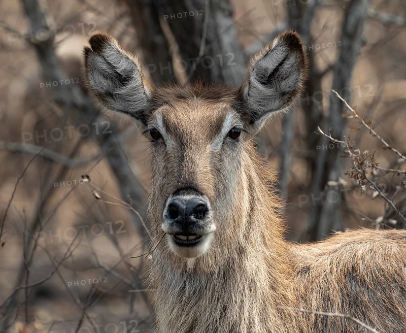 Ellipsen waterbuck (Kobus ellipsiprymnus), animal portrait, adult female, alert, Kruger National Park, South Africa, Africa
