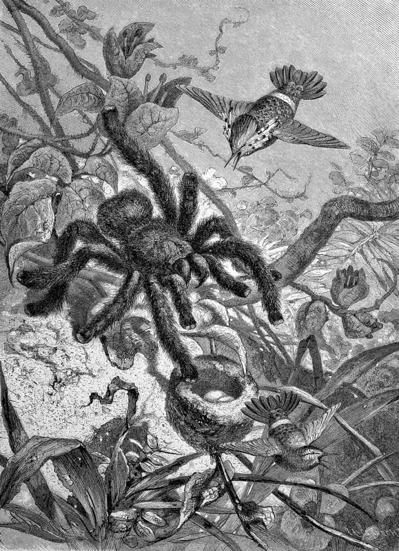 Tarantula overpowering a hummingbird nest, Historical, digitally restored reproduction from a 19th century original, Record date not stated