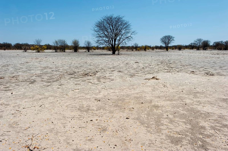 Bizarre landscape in a salt pan, drought, heat, global warming, tree, dead, drought, desert, climate change, climate in the Khwai river area of the Moremi National Park in Botswana