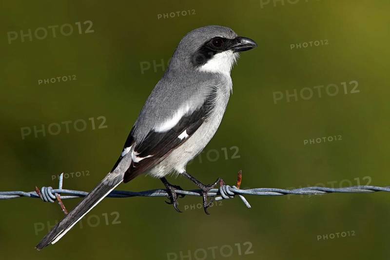 Loggerhead shrike (Lanius ludovicianus), Venice Landfill, Venice, Florida, USA, North America