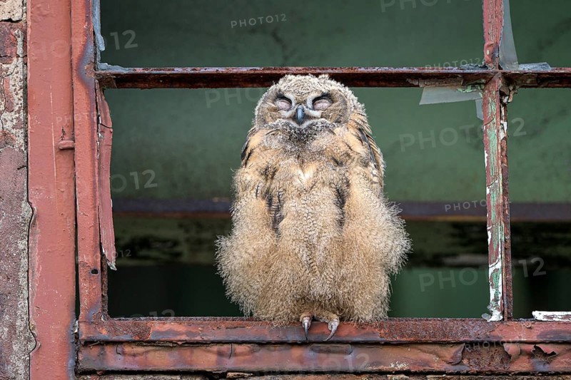 Eurasian eagle-owl (Bubo bubo), fledged young bird, resting, sleeping, in an old window frame, industrial wasteland, Ewald colliery, Herten, Ruhr area, North Rhine-Westphalia, Germany, Europe