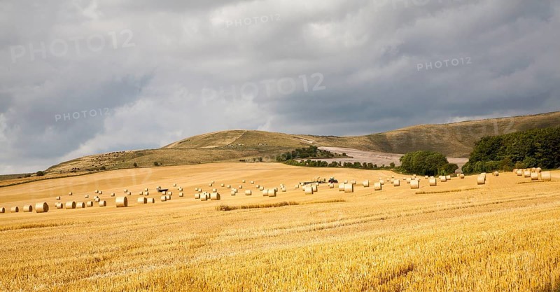 Round straw bales in a harvested arable field on the chalk scarp slope of the Marlborough Downs, Allington, Wiltshire, England, United Kingdom, Europe