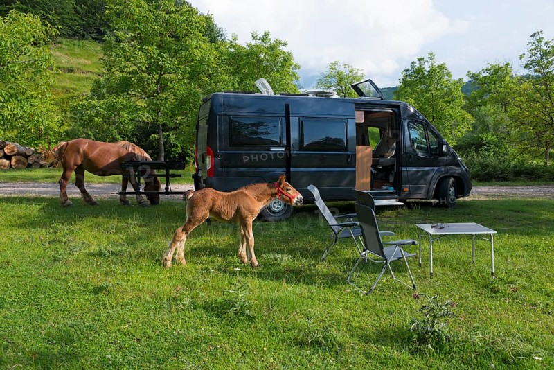 A camper van stands in a meadow, two horses graze in an idyllic landscape, curious foal and dam, Nucet, Bihor, County, Romania, Europe