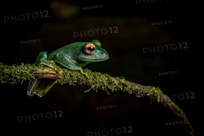 Frog (Boophis septemtrionalis) in the rainforests of the Montagne d Ambre National Park in the north of Madagascar