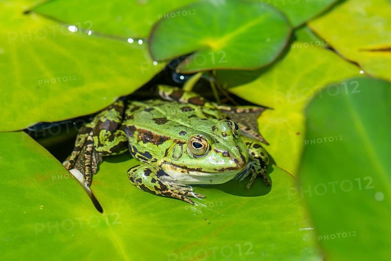 Green frog (Pelophylax esculentus), Bavaria, Germany, Europe