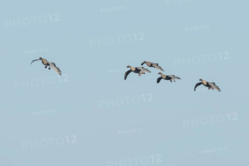 Pink-footed goose (Anser brachyrhynchus) five adult birds flying in a flock or skein, Norfolk, England, United Kingdom, Europe