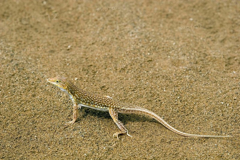Desert lizard, (Meroles anchietae), lizard lurking in the sand of the Namib Desert, Sossusvlei, Namibia, Africa, Africa