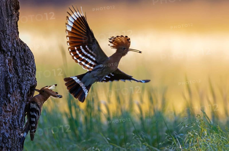 Hoopoe (Upupa epops) Bird of the Year 2022, approach with beetle as prey for the young bird in the breeding cavity, erected bonnet, feeding of the young bird, pair at the breeding cavity, golden hour, backlight, sunset, Middle Elbe Biosphere Reserve, Saxony-Anhalt, Germany, Europe