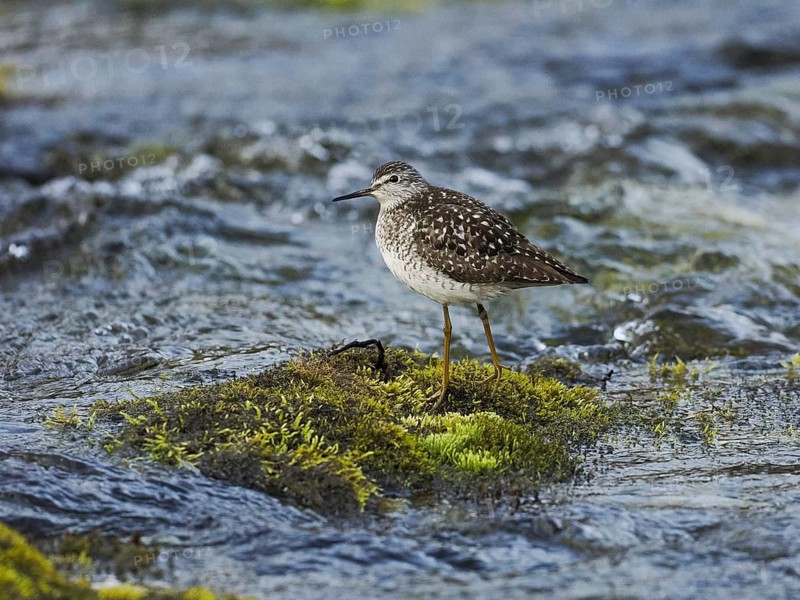 Wood Sandpiper (Tringa glareola), adult, standing on a stone in a stream, Finmark, Norway, Europe