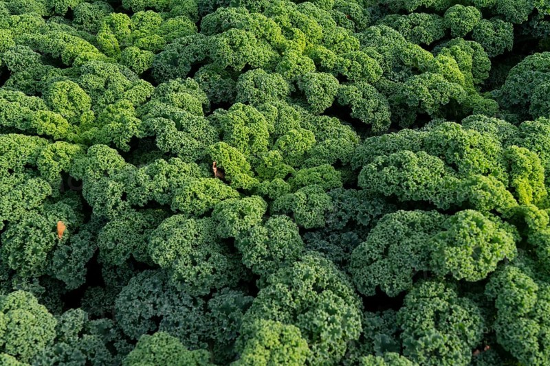 Kale field, growing area in the south of Düsseldorf, Volmerswerth district, on the Rhine, North Rhine-Westphalia, Germany, Europe