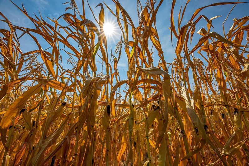 Corn field dried up and only low grown, small corn cobs, due to the summer drought, drought, in East Westphalia Lippe, North Rhine-Westphalia, summer 2018