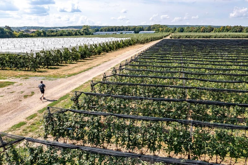 Fruit growing, berry crops, protective nets against birds, hail, heavy rain, rolled up, Germany, Europe