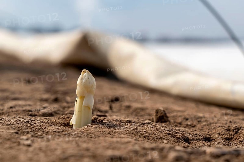 Asparagus harvest in the Rhineland, asparagus pickers at work in an asparagus field covered with plastic sheeting to allow the asparagus to grow better in the cold spring, Dormagen-Broich, North Rhine-Westphalia, Germany, Europe