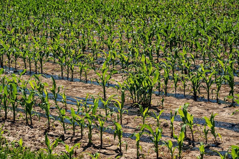 A maize field, with young plants, is fertilised with liquid manure, near Geldern, North Rhine-Westphalia, Germany, Europe