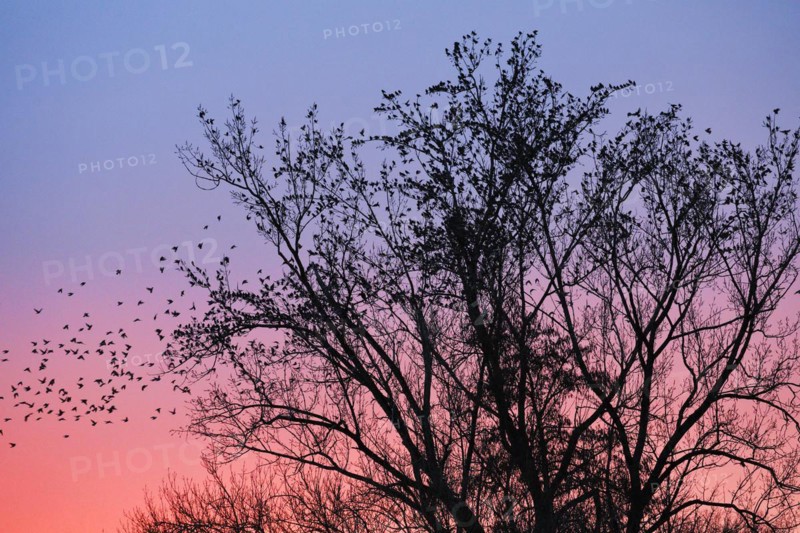 Starlings gather in treetops at sunset, Canton Lucerne, Switzerland, Europe