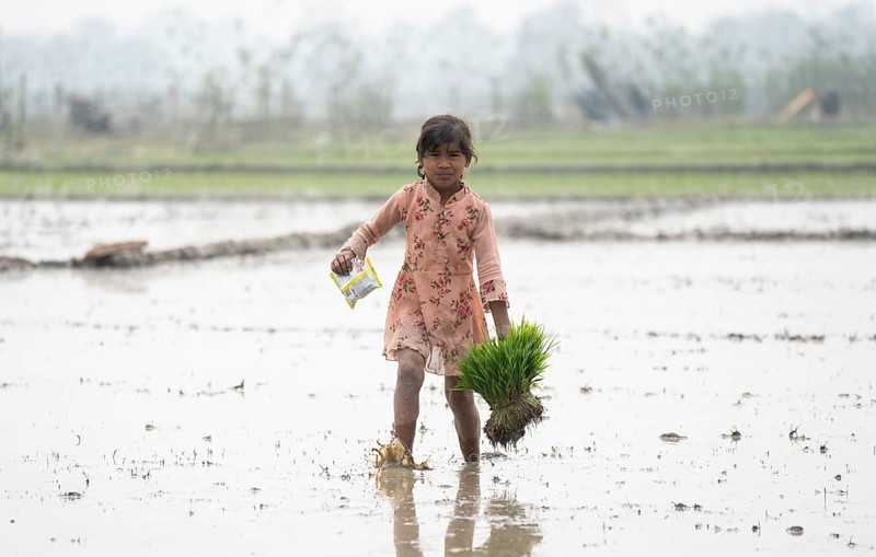 Morigaon, India. 20 February 2024. A girl carries rice sapling in a paddy field on February 20, 2024 in Mayong, India. Rice cultivation contributes to food security in India by ensuring a stable supply of this essential food grain
