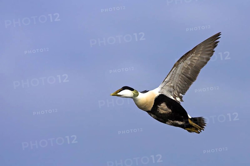 Common eider (Somateria mollissima), Heligoland, Westerhever, Schleswig-Holstein, Federal Republic of Germany