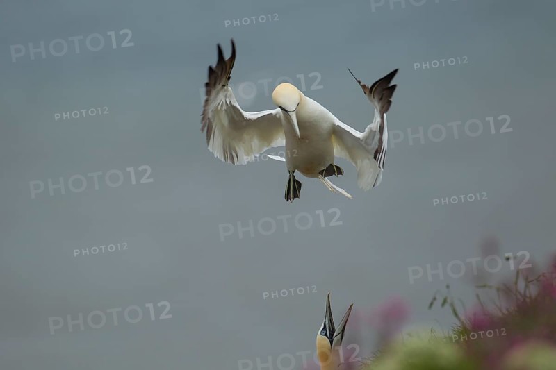 Northern gannet (Morus bassanus) adult bird in flight coming into land on a cliff top with another bird warning it to go away, Yorkshire, England, United Kingdom, Europe