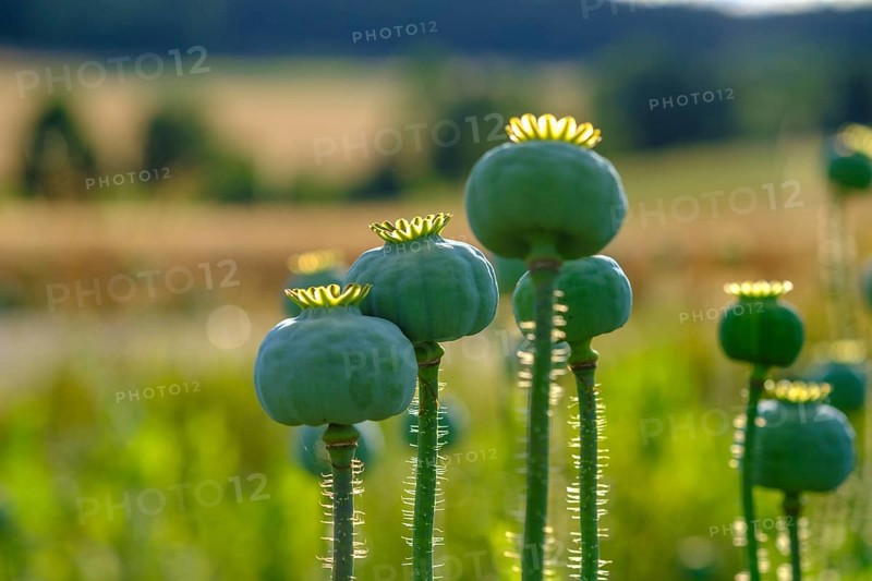 Poppy, (Papaver somniferum), poppy capsule, poppy field, Waldviertel grey poppy, poppy village Armschlag, Waldviertel, Lower Austria, Austria, Europe