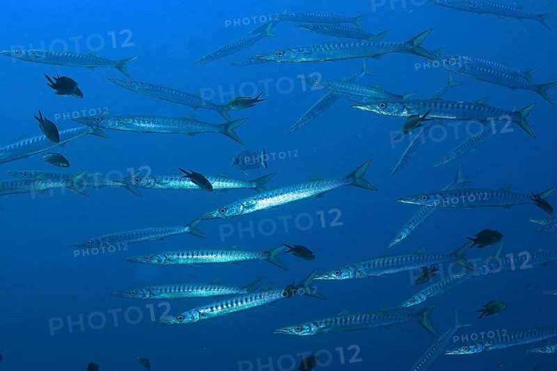 School of fish, group, school of barracuda (Sphyraena sphyraena) in the Mediterranean Sea near Hyères. Dive site Giens Peninsula, Côte d'Azur, France, Europe