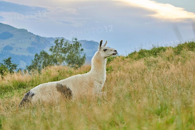 Llama (Lama glama) lying on a meadow in the mountains in tirol, Kitzbühel, Wildpark Aurach, Austria, Europe