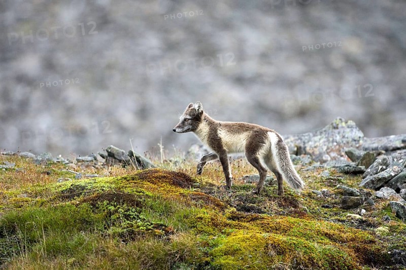 Arctic fox, (Alopex lagopus), summer fur, foraging, young animal, baby animals, Svalbard Spitsbergen, Norway, Europe