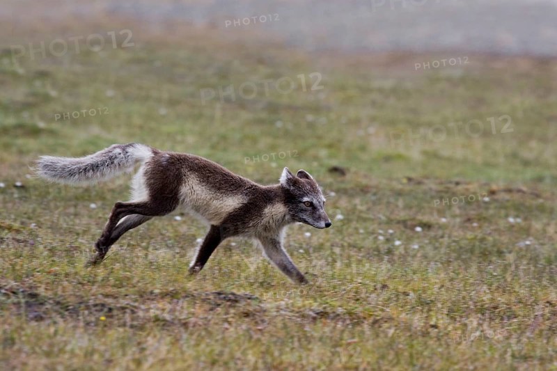 Arctic fox, (Alopex lagopus), summer fur, biotope, foraging. Svalbard Spitsbergen, Norway, Europe