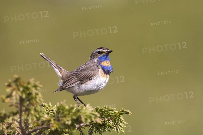 Red-spotted bluethroat, (Luscinia svecica) male, Sweden, Sweden, Europe
