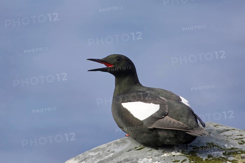 Resting black guillemot, (Cepphus grylle), resting on rocks, Europe, Norway, Varanger, alcids, Varanger, Norway, Europe